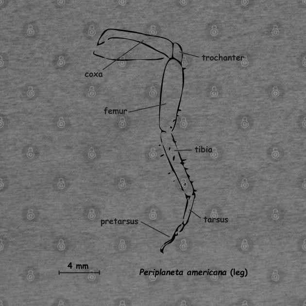 Cockroache leg, labeled by RosArt100